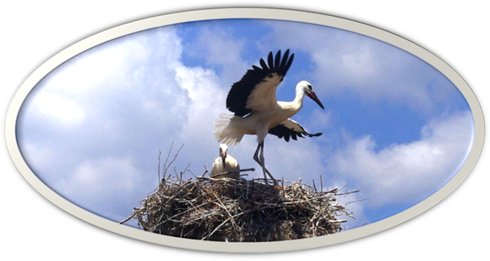 Une image contenant oiseau, oiseau aquatique, plein air, ciel